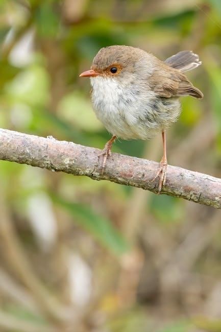 legal salary guide australia 2023