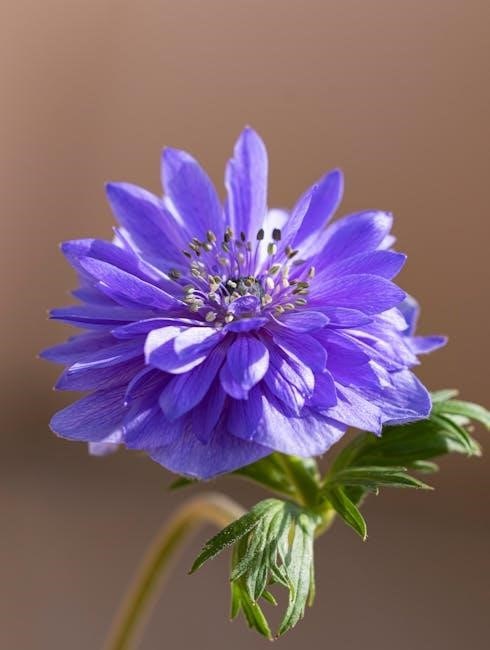 newcomb’s wildflower guide