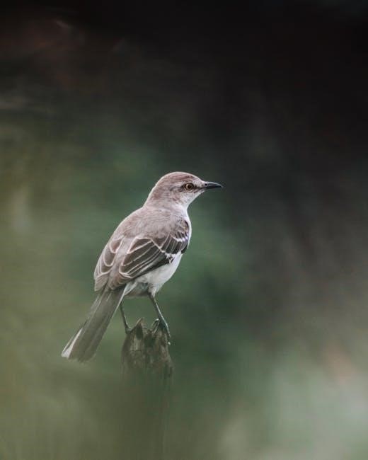 bird guide jack griggs pdf